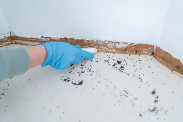 Best Pest Control Near Me in Mckinleyville, CA